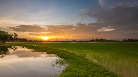 Sunset time lapse at a paddy field Stock Footage 43620267