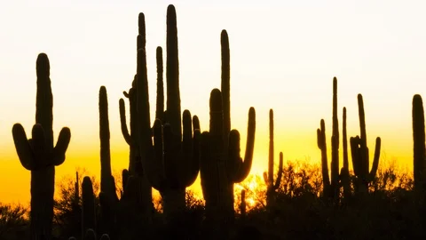 Sunset time lapse of Saguaro Cactus in the Superstition Wilderness Stock Footage 119897288
