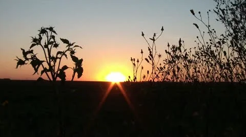 Sunset Time-lapse with Sunflowers Stock Footage 12614486