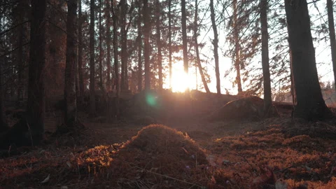 Sunset Time-lapse Sweden beautiful Nature forest trees 4K Long Graded red film Vidéo 196960153