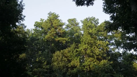 Sunset Time Lapse on Trees Stock Footage 8510593