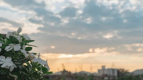 Sunset time lapse white flower in focus Stock Footage 168898647