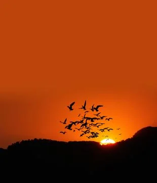 Sunset time on the mountain with birds Stock Photos