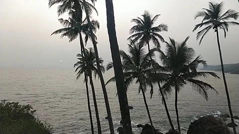 Sunset time palms twighlight Video stock 238757259