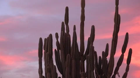 Sunset timelapse behind a columnar pipe cactus Stock Footage 61222004