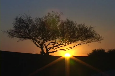 Sunset  Timelapse - Behind Tree Stock Footage 783668