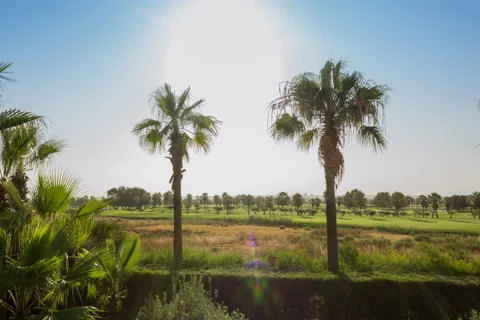 Sunset Timelapse Between Two Trees in the Algarve Portugal Stock Footage 139894905