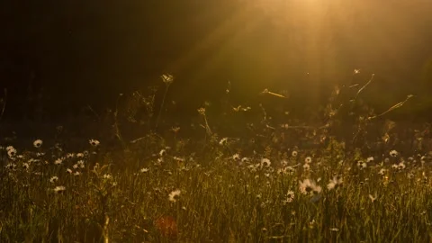 Sunset timelapse in the chamomile field Stock-Footage 131170545