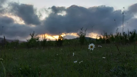 Sunset timelapse in the chamomile field 스톡 동영상 131175840