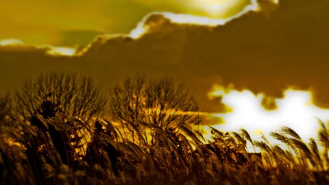 Sunset timelapse with clouds and reed blown by the wind Stock Footage 90336020