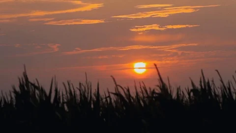 Sunset timelapse on the corn field Stock Footage 127980523