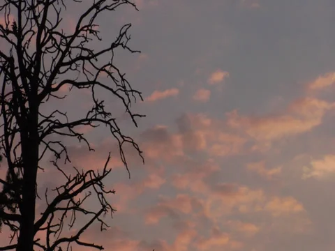 Sunset timelapse  with dead tree Stock Footage 34858677