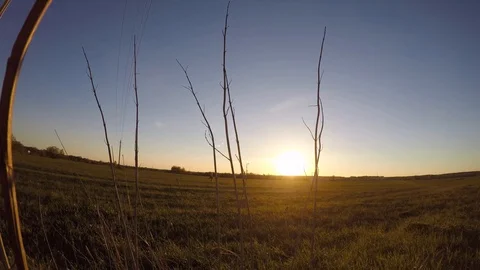 Sunset, timelapse, in the foreground dry branches of the plant swinging in the Stock Footage 106194574