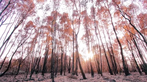 Sunset timelapse in forest when autumn season Stock Footage 39991916
