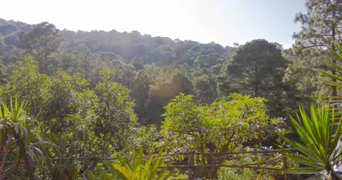 Sunset Timelapse at a green forest 스톡 동영상 132463651