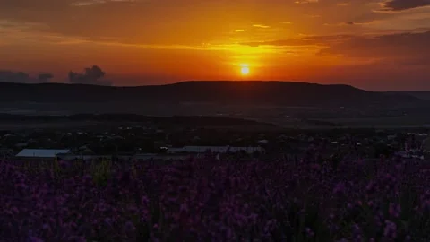 Sunset timelapse in a lavender field. Vídeos de archivo 133647777