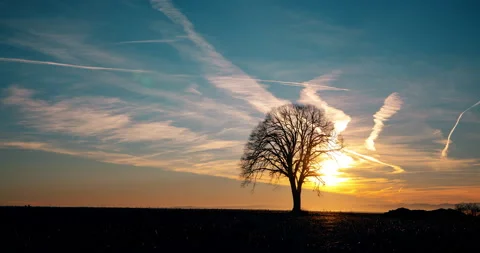 A sunset timelapse with lone oak the foreground Stock Footage 167793519