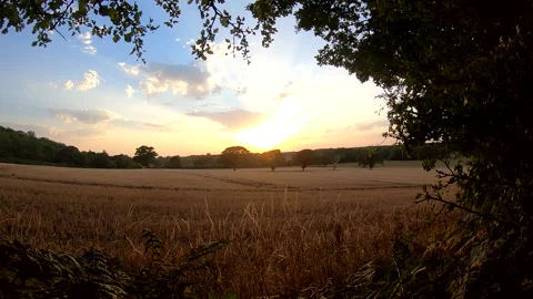 Sunset timelapse looking over West Sussex stubble field Stock Footage 204782579