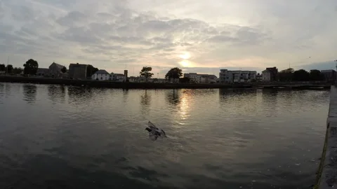 Sunset Timelapse Over River Corrib with Swans Stock Footage 305018527