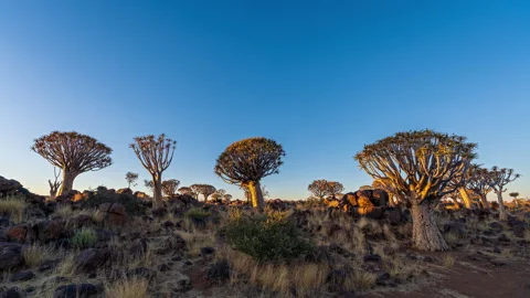 Sunset Timelapse in Quiver Tree Forest, Namibia Stock Footage 254817356