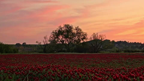 Sunset timelapse shot over crimson clover field Stock Footage 140058500