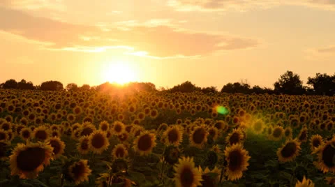 Sunset timelapse on sunflowers field Vídeos de archivo 25605487