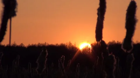 Sunset timelapse. Sunset over the forest and reeds. Sunset over the swamp. Stock Footage 171466935