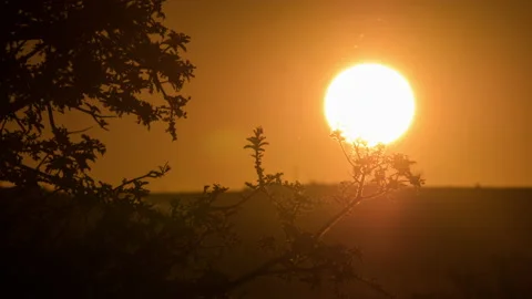 Sunset Timelapse Through Branch Stock Footage 153286785