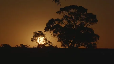 Sunset timelapse with tree foreground Stock Footage 313039573