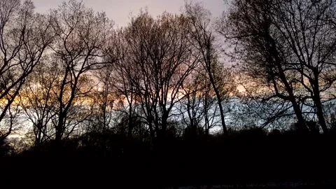 Sunset Timelapse in the Woods Stock Footage 170831938