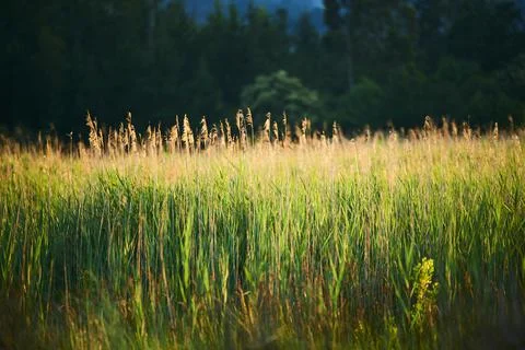 Sunset at the of top of reeds in the backlight 스톡 사진