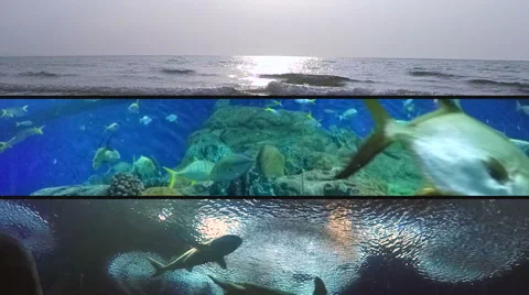 Sunset Tracking with Many Species of Fish, Sharks and Sea Turtle. Stock-Footage 46189251