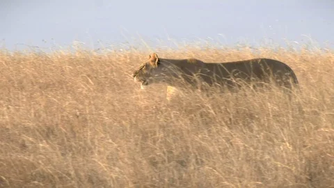 Sunset tracking shot of a lioness walking in long grass at masai mara, kenya Stock Footage 101319947