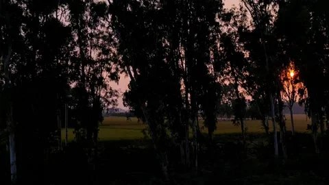 Sunset from Train tracks leading  with the sunrise thru the trees. Indian tra Stock Footage 163954556