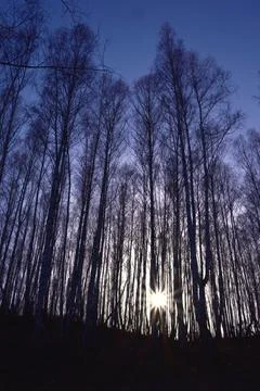 Sunset in the transparent and still bare April birch forest. Spring in the fo Stock Photos
