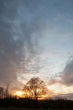 Sunset with Tree and Clouds Stock Photos