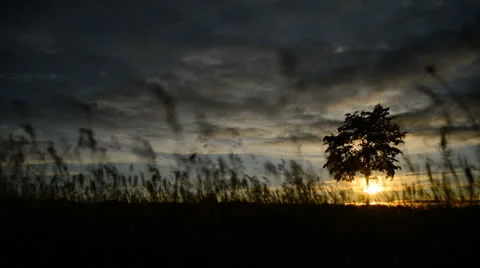 Sunset Tree and Grass Stock Footage 25893156