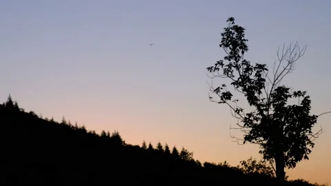 Sunset Tree and Hilly View Stock Footage 158093668