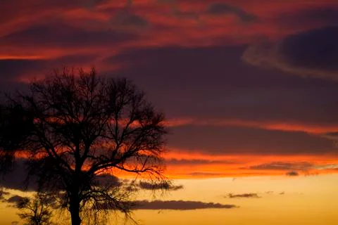 Sunset with tree, Apulia, Italy Stock Photos