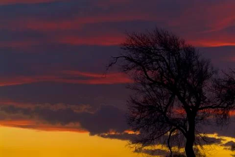 Sunset with tree, Apulia, Italy Foto stock