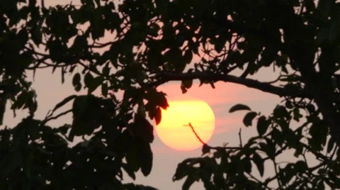 Sunset With Tree Branch At Evening Time Stock Footage 54305284