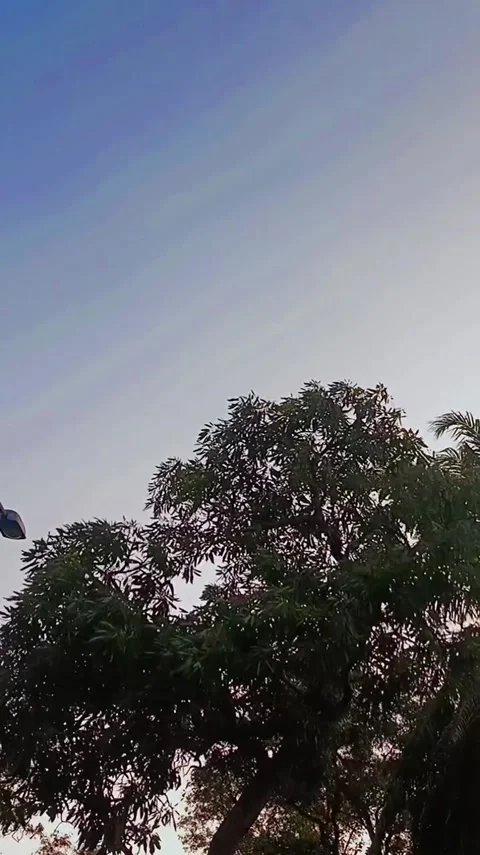 Sunset Tree Canopy Sky View Video stock 341629307