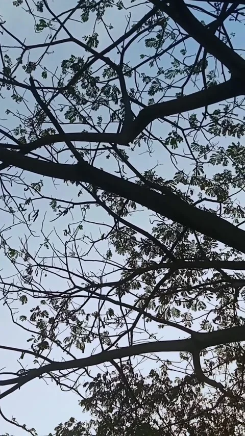 Sunset Tree Canopy Sky View Video stock 341629328