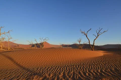 Sunset with Tree on dune in dry pan of Sossusvlei Namib Naukluft National Park Foto stock