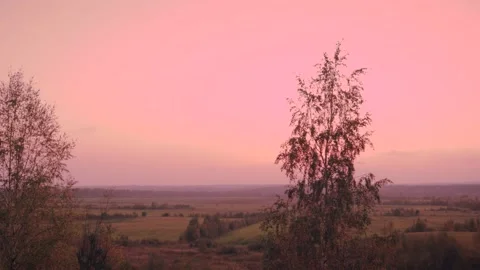 Sunset in a tree field horizon landscape morning natural 스톡 동영상 140478645