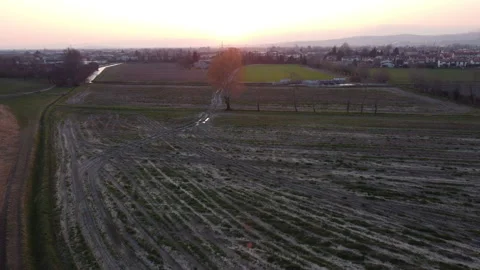 Sunset tree flight 스톡 동영상 150000895