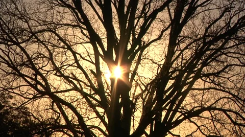Sunset Tree Vídeo Stock 34289354