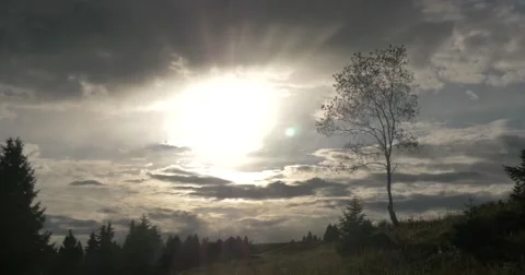 Sunset Tree Stock Footage 68891309