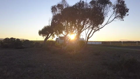 Sunset tree Stock Footage 104081626