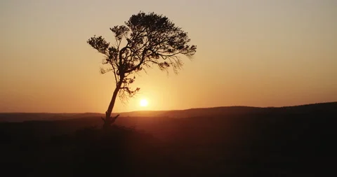 Sunset tree Stock Footage 141943633